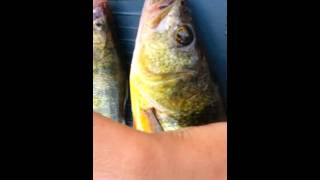 MASSIVE 15 inch yellow perch