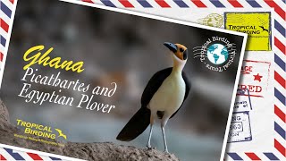 Tropical Birding Virtual Birding Tour of Ghana by Charley Hesse