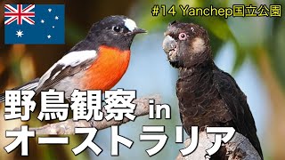 【海外野鳥観察】Yanchep国立公園でバードウォッチング(解説付き)