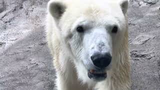 旭山動物園　ホッキョクグマ赤ちゃん　5/2 Polar bear baby