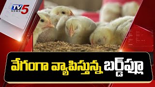 దేశవ్యాప్తంగా వేగంగా వ్యాపిస్తున్న బర్డ్‌ఫ్లూ..! | Bird Flu in India | TV5 News