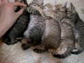 5つ子の仔猫が五匹並んでお昼寝　quintuplets of a cat