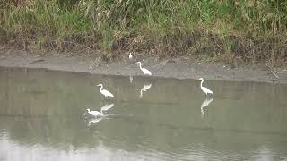 黑面琵鷺(Black-faced Spoonbill)蒼鷺(Gray Heron)大白鷺(Great Egret)