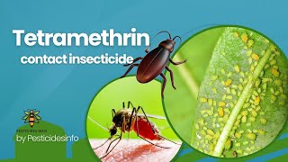 Tetramethrin: A Synthetic Pyrethroid Insecticide with Rapid Knockdown Effect