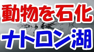 どんな動物をも石化させてしまう恐怖の湖「ナトロン湖」！その仕組みには意外な理由が存在していた！？【ジェミニ制作所】