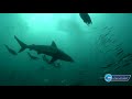 Sardine Run South Africa - Shark Action