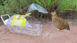 Easy Creative Method Quail Trap Using Big Plastic Bottle \u0026 Wood - How To Make Bird Trap