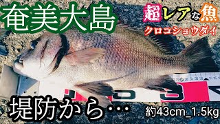 超レア魚降臨✴️この魚知っておくべき！#クロコショウダイ#奄美大島