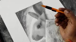 how to draw rabbit or bunny in easy step ,how to draw rabbit sketch, pet drawing #rabbitdrawing
