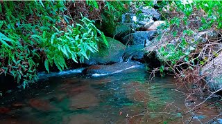 Serene River Sounds For Sleep Instantly -Tranquil Sounds of Water Stream To Relax Your Mind and Soul