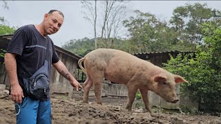 Abatemos um porco e fiz alporquia na laranja gigante!