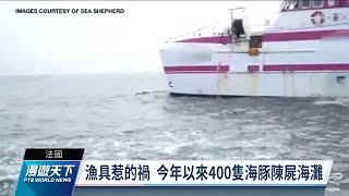 法海岸400頭海豚死亡 流刺網、過度捕撈成殺手｜20220424 全球現場漫遊天下