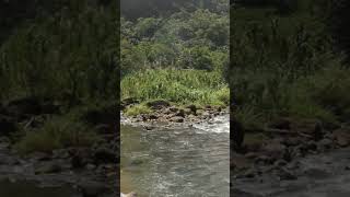 A flowing stream in the Dominican Republic! #nature #stream #dominicanrepublic