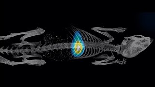 Magnetic Particle Imaging Virtual Launch and Webinar, Monash University