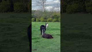 小羊驼嬉戏打闹耳鬓厮磨/playful alpacas#alpaca#羊驼