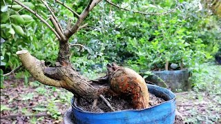 PROGRAM GERAK DASAR BONSAI SISIR