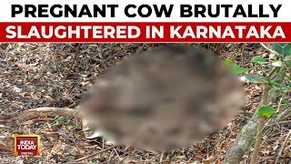 Pregnant Cow Brutally Slaughtered In Karnataka's Honnavar, BJP Condemns Incident, Probe Begins