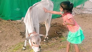 எங்க வீட்டு கன்னுக்குட்டி🐄🐮