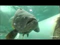 giant grouper @ the kkb aquarium chanthaburi