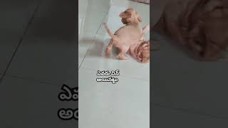 ఇద్దరిలో ఎవరు విన్ #doglover #funny #youtubeshorts