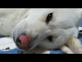 【秋田犬ゆうき】眠くて動きが鈍くなると飼い主の触診が始まります【akita dog】