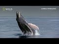 unlock america s magical beauty america the beautiful trailer national geographic wild uk