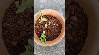 கற்பூரவள்ளி செடி வளர்ப்பு l growing karpooravalli plant l grow Coleus amboinicus #shorts #gardening