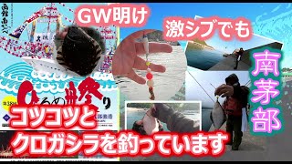 【釣り】【ブラー＆タルタル】今年（2023）も激シブのGW明け南茅部でコツコツとクロガシラカレイ釣っています。