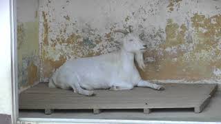 シバヤギメイ　長野県内最古の動物園小諸市動物園　小諸城址懐古園へ行って来ました　00206