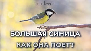 Большая синица, пение птиц для расслабления!