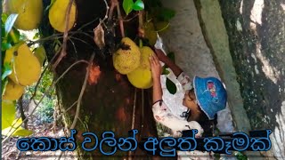 කොස් සිවිඩි බයිට්   kos Rividi Bite /Punchi Kussiya