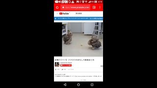 ［面白動画］結構カワイイ  フクロウのおもしろ動画まとめ［ふくろう］