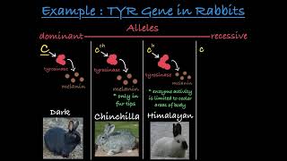 Multiple Alleles Explained