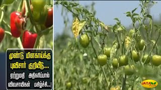 முண்டு மிளகாய்க்கு புவிசார் குறியீடு - விவசாயிகள் மகிழ்ச்சி | Ramanathapuram | Jaya Plus