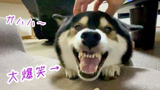 柴犬は高らかに笑う！！お散歩後のおやつタイムは、ゴキゲンなんです♪