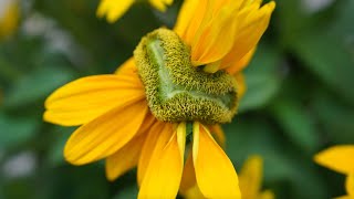 Mutant Conjoined Flower Rudbeckia Ophelia