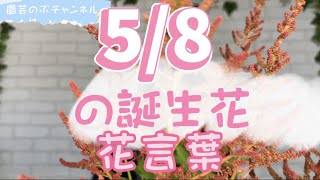 5/8の誕生花と花言葉【園芸のぶチャンネル】【５月】【８日】【ガーデニング】【雑学】【トリビア】【アスチルベ】