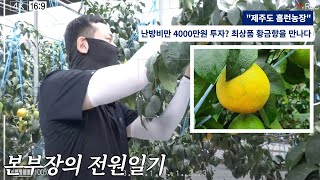 [송작가TV - 본부장의 전원일기] 난방비만 4천만원!!! 최고급 제주도 황금향 (홈런농장) *4K 고화질