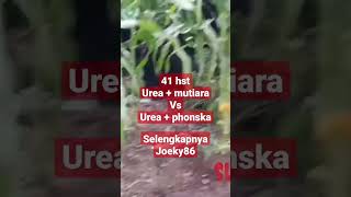 Urea + Mutiara vs Urea + phonska!! unggul mana?