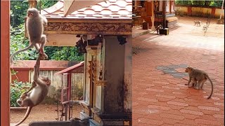 Monkeys @ Sasthamkotta Temple Kollam #relaxingvideos#animallove#goodyvlogs#youtuber  #youtubeshorts