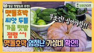 가을텃밭 [ 맷돌호박 ] 풍년!  씨앗 두톨(모종 두주) 심어 늙은 호박 / 애호박 줄줄이 수확 / 1년먹을 호박잎 채취는 덤!