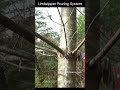 WTF Limbzipper Pruning System