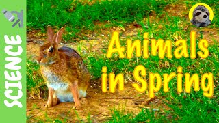 SPRING for KIDS! | Animals in Spring