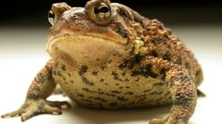 TOAD EATING AN EARTHWORM LIVE VIDEO!