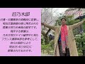 健康体操 赤坂　乃木神社の旧乃木邸前よりラジオ体操w097