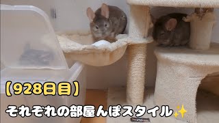 【928日目】それぞれの部屋んぽスタイル✨【孤独な飼い主のペットとの生活】