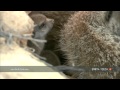 First peek at the outside world for baby meerkats