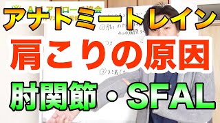 アナトミートレイン （SFALライン）肩こり手技・ストレッチについて