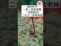 【泰式罗勒肉碎饭 thai basil minced pork rice】色香味俱全 最簡單的做法 香噴噴 饱腹感好 超有食欲 喜欢就试试吧 柯基教你详细版教程