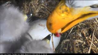 AEF SM Eagle Cam 4-5-18: Lunch Time Feeding \u0026 Movement Of the Pip Opening!